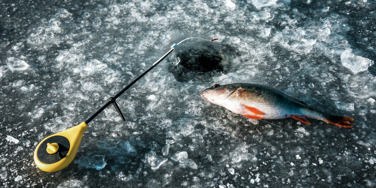 Comment pêcher la perche en lac Lacustre