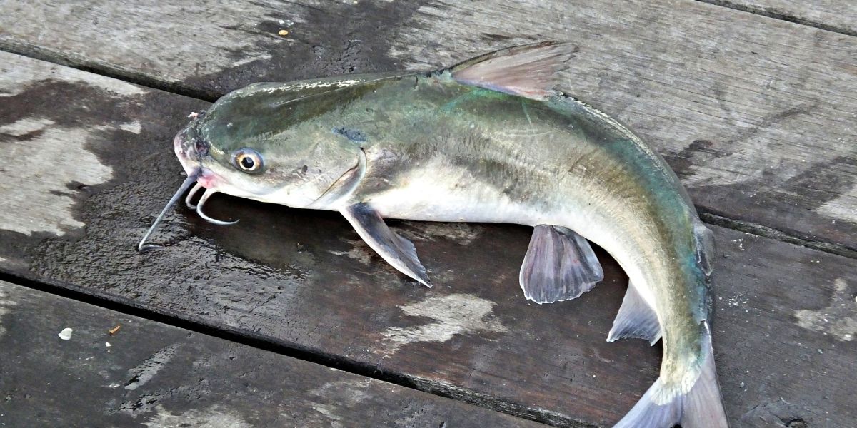 Comment pêcher le silure en lac Lacustre